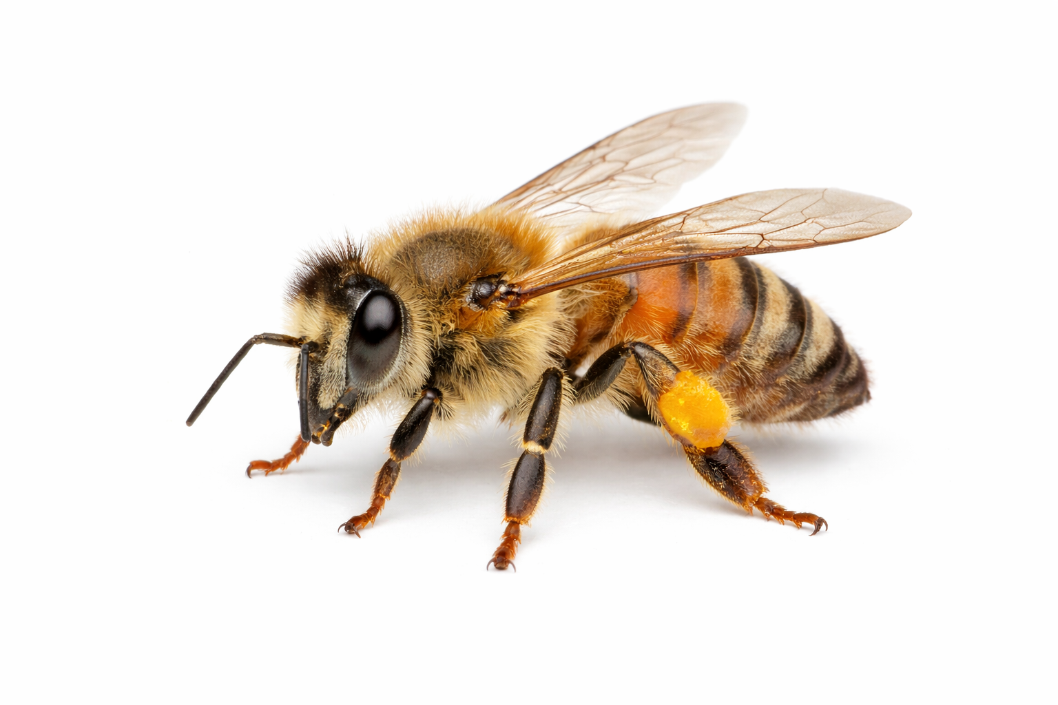 Bees