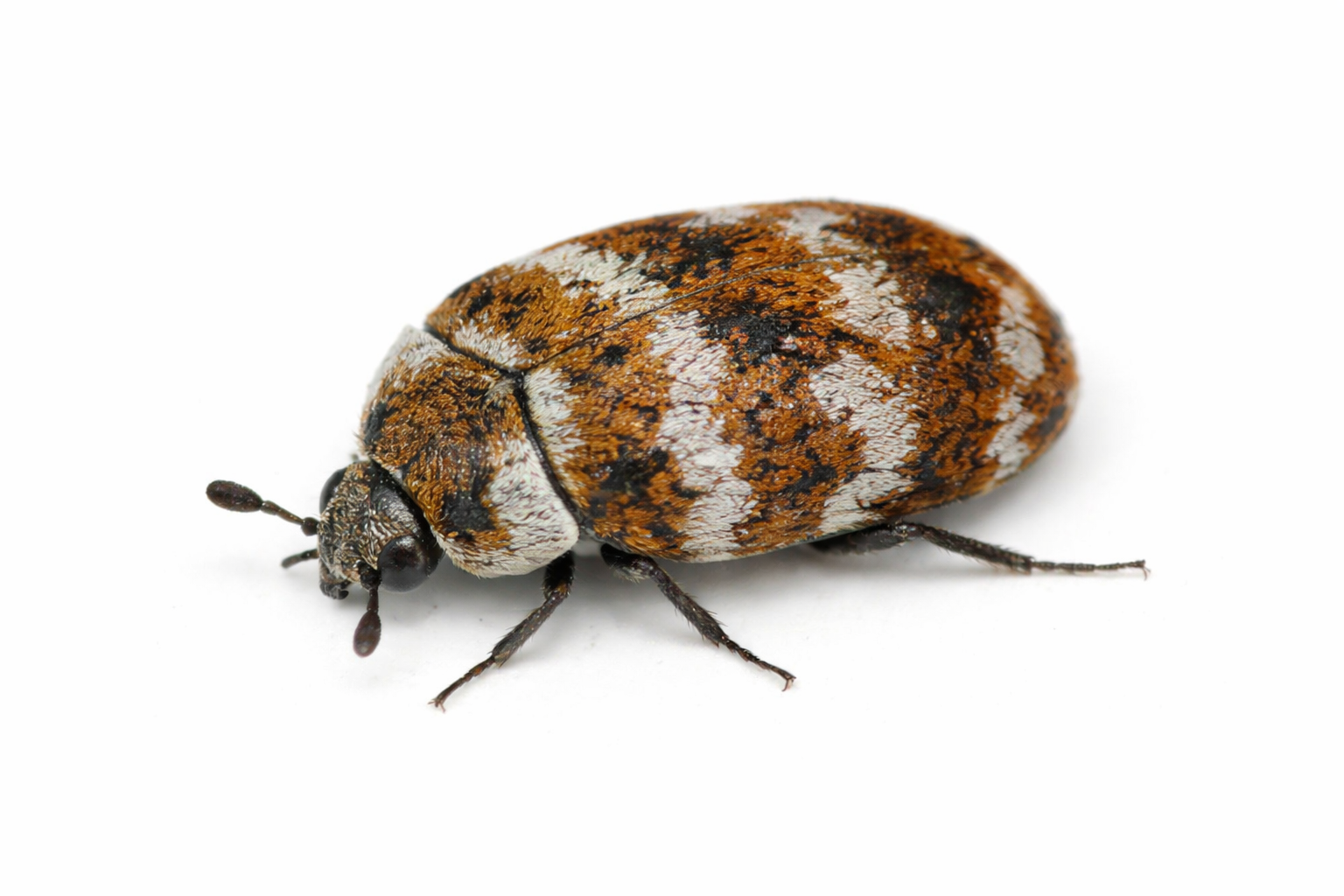Beetles