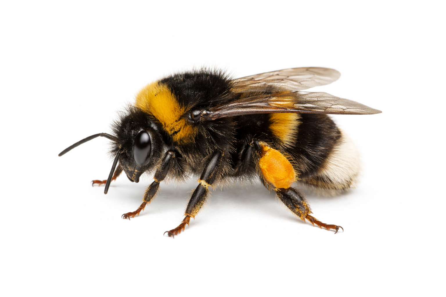 Bumblebees