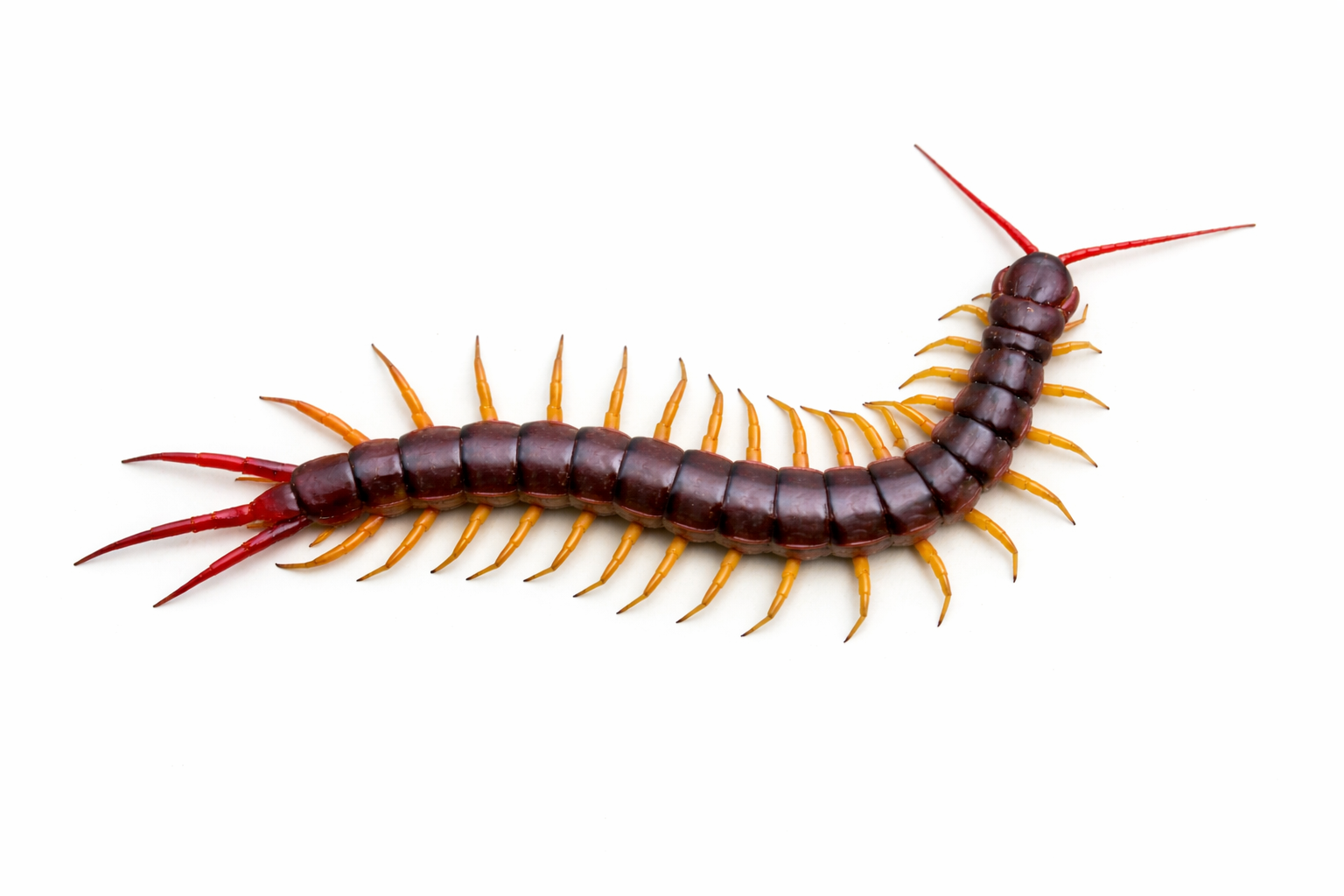 Centipedes