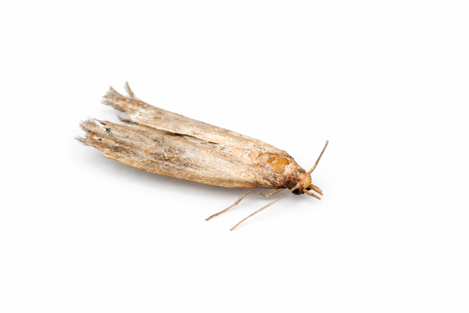 Clothes Moths