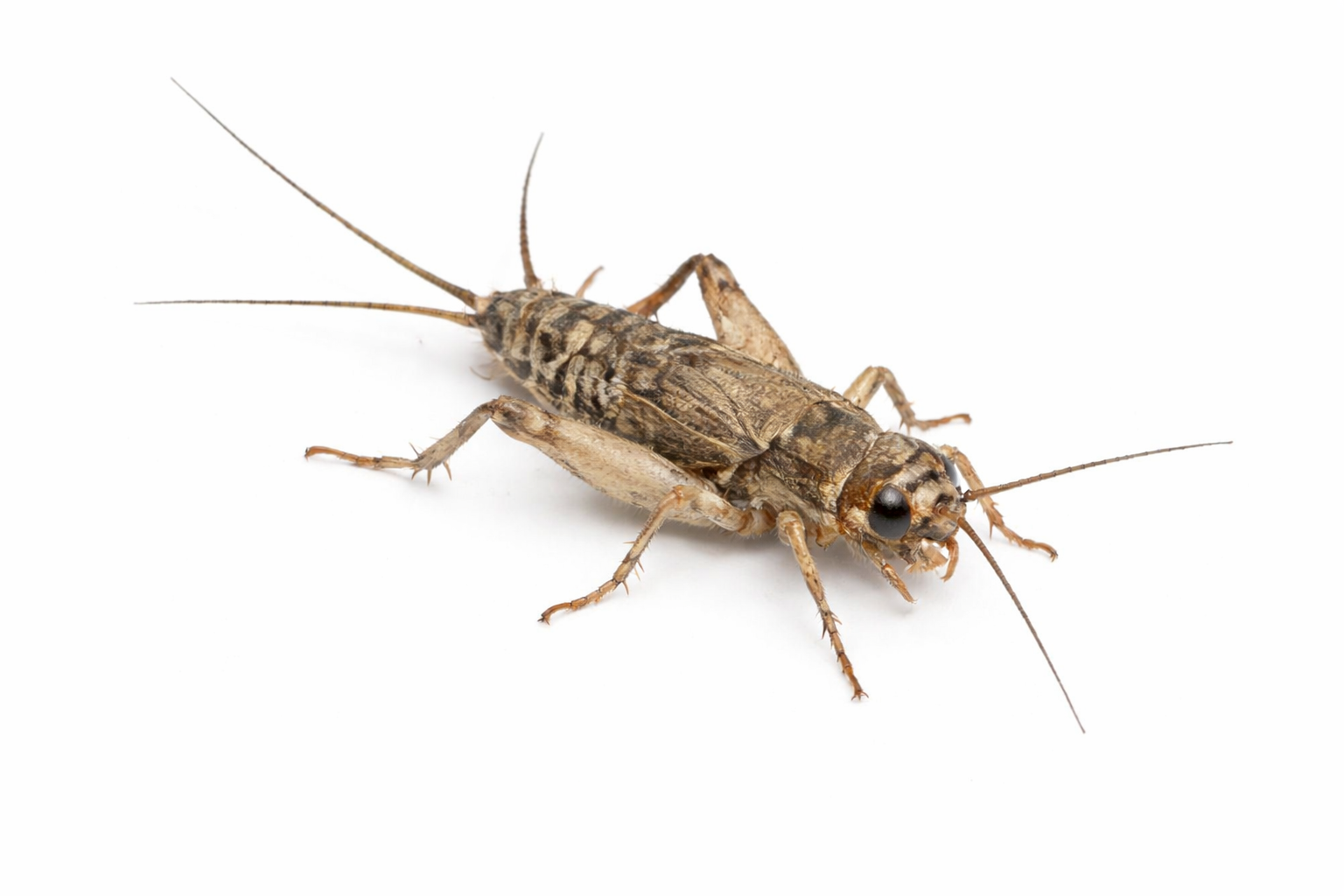 Crickets