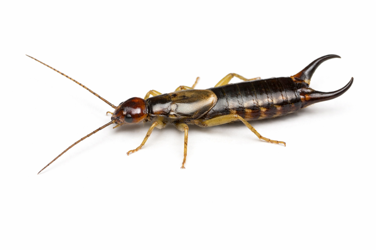 Earwigs