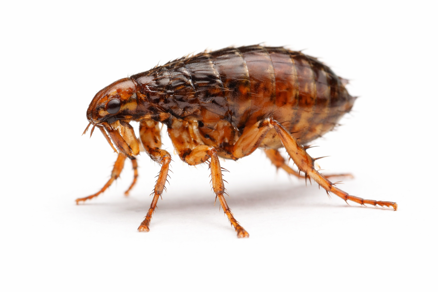 Fleas