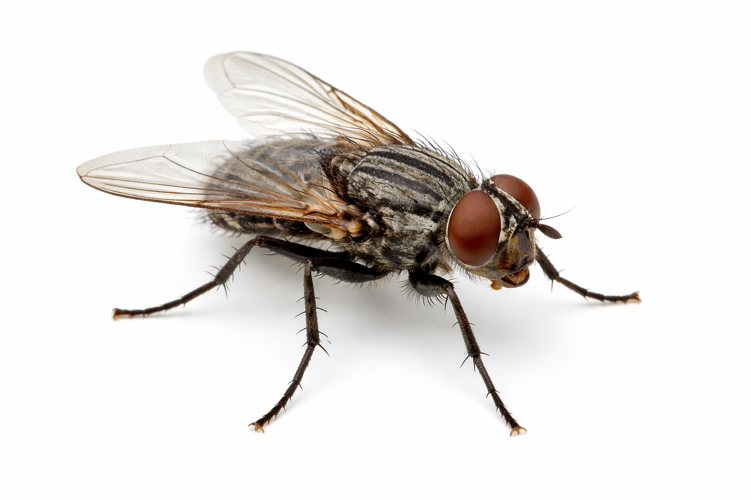 Flies