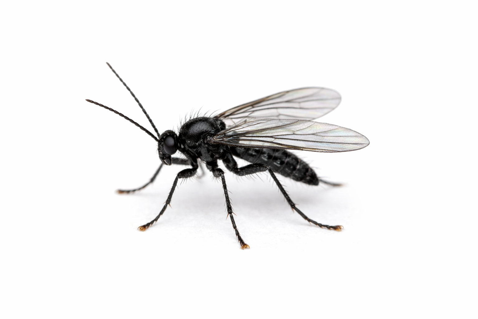 Gnats