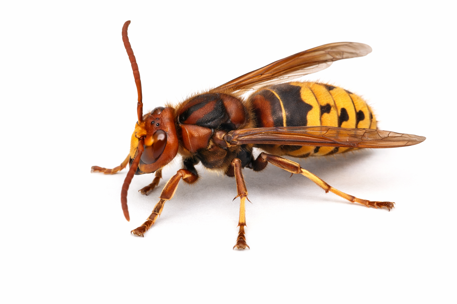Hornets