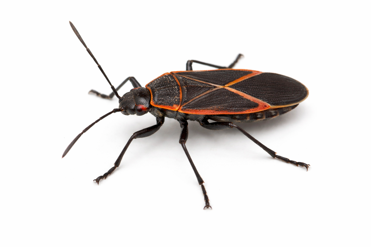 Invasive Bugs
