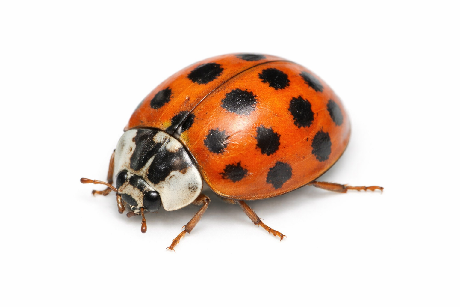 Ladybugs