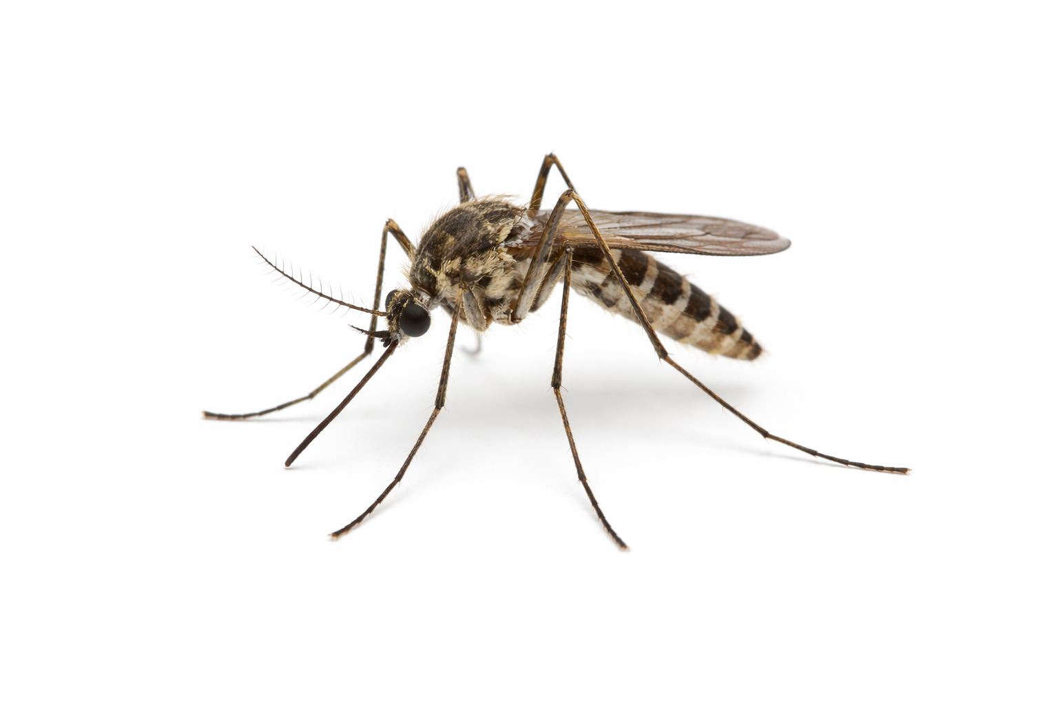 Mosquitoes