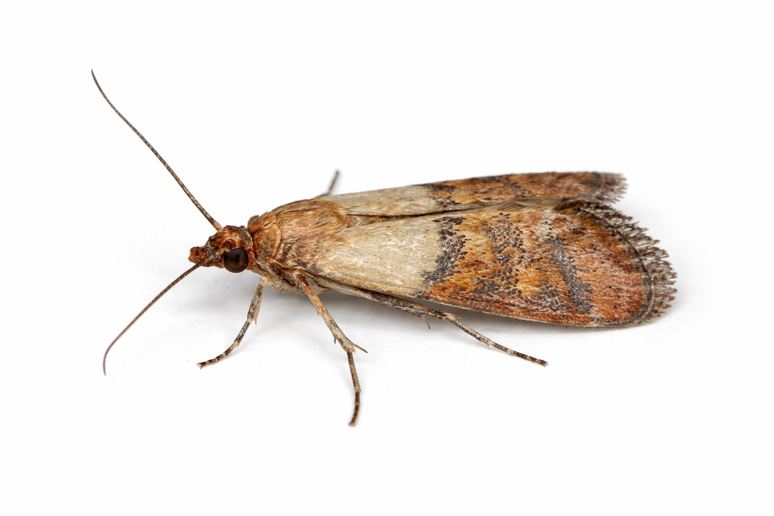 Pantry Moths