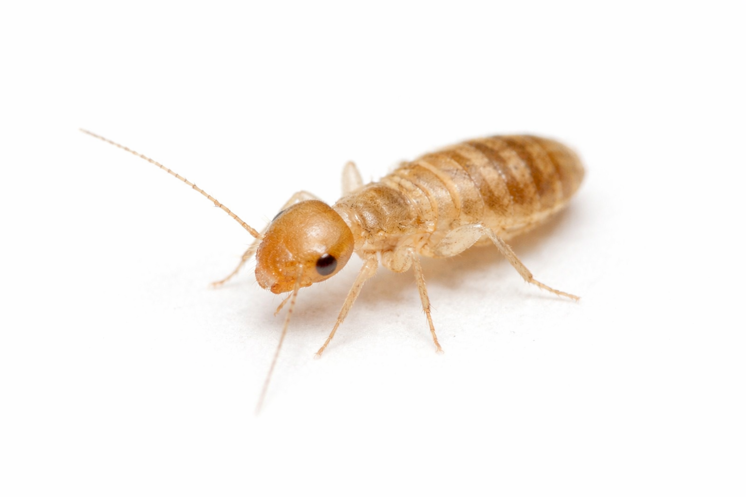 Psocoptera (Booklice)