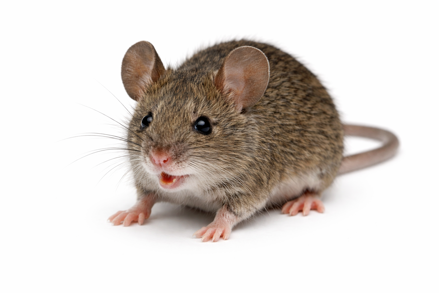Rodents