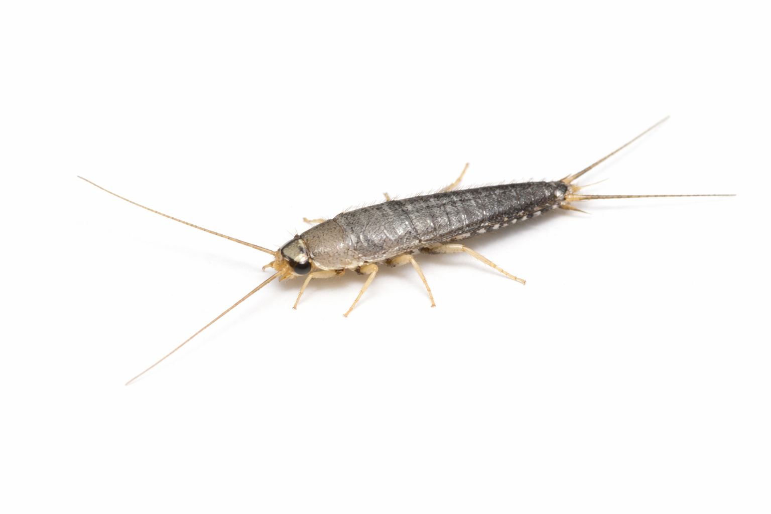 Silverfish