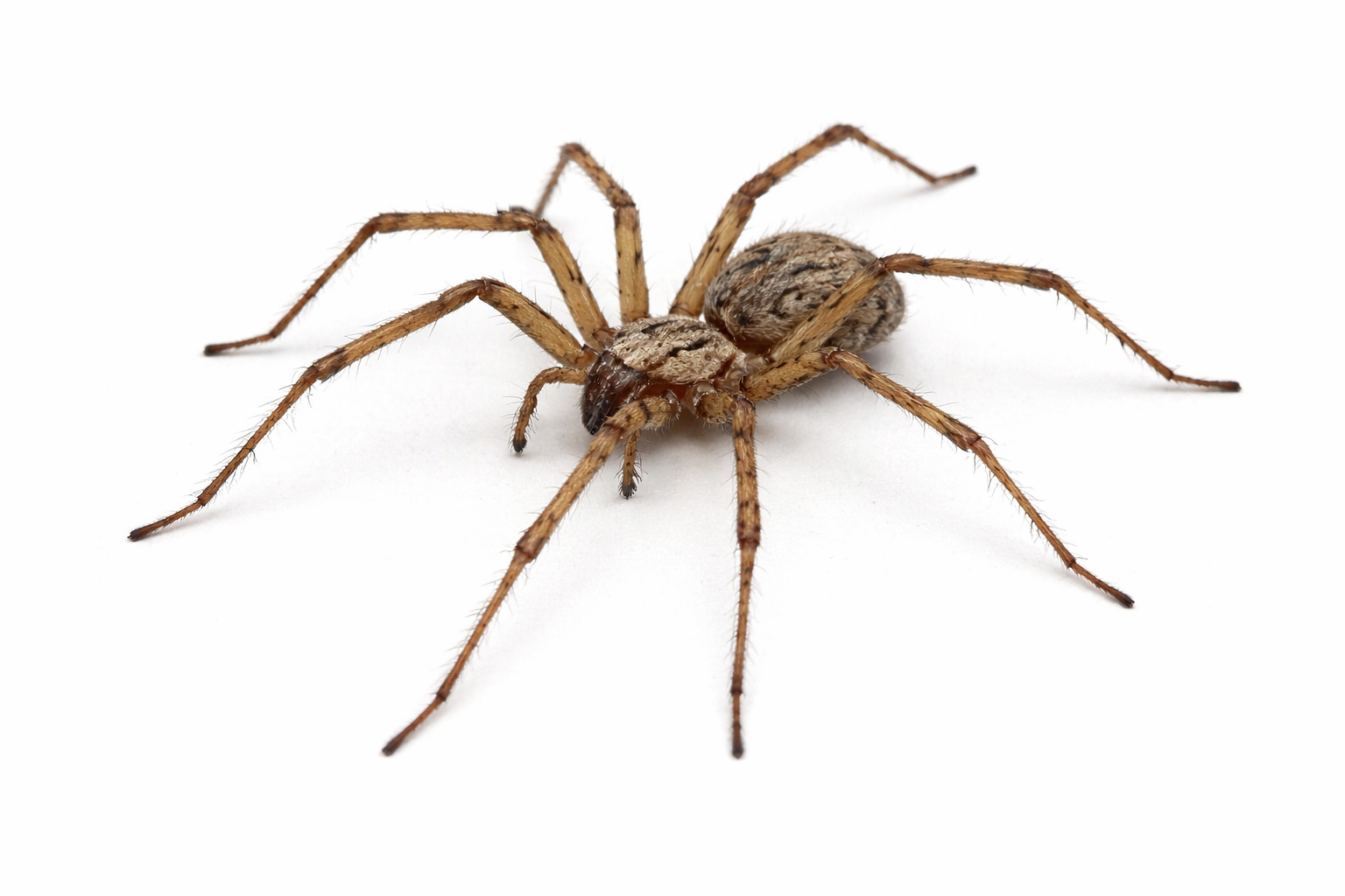 Spiders