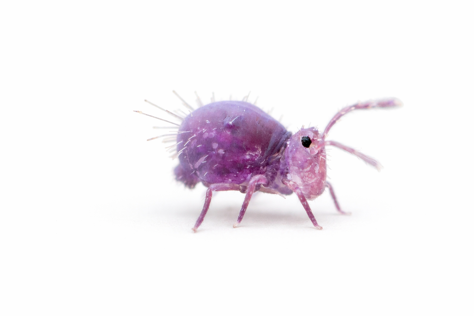 Springtails