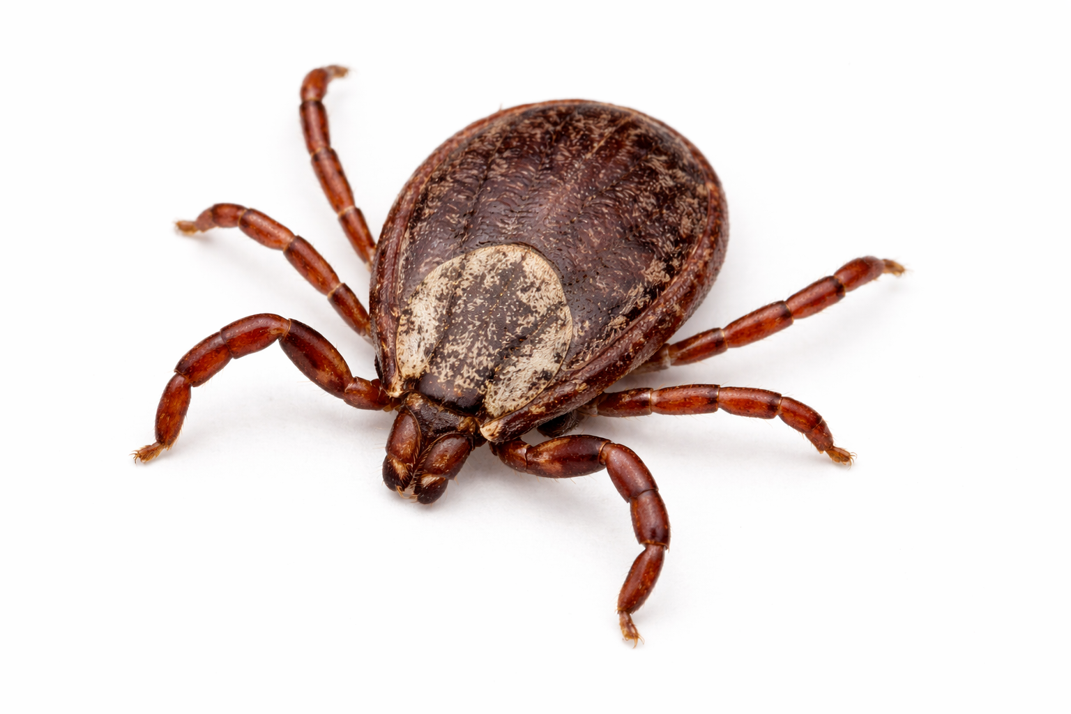 Ticks