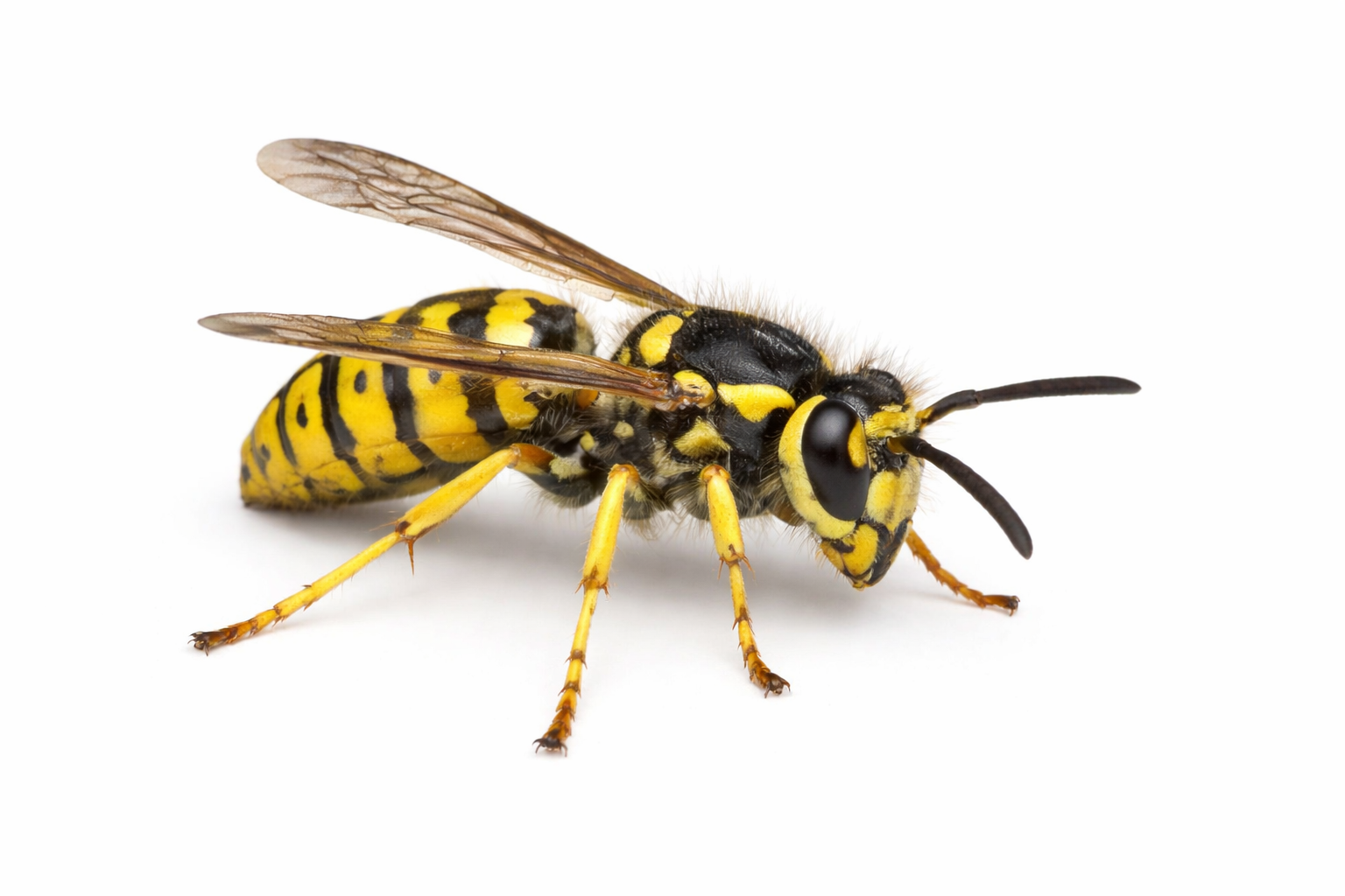 Wasps