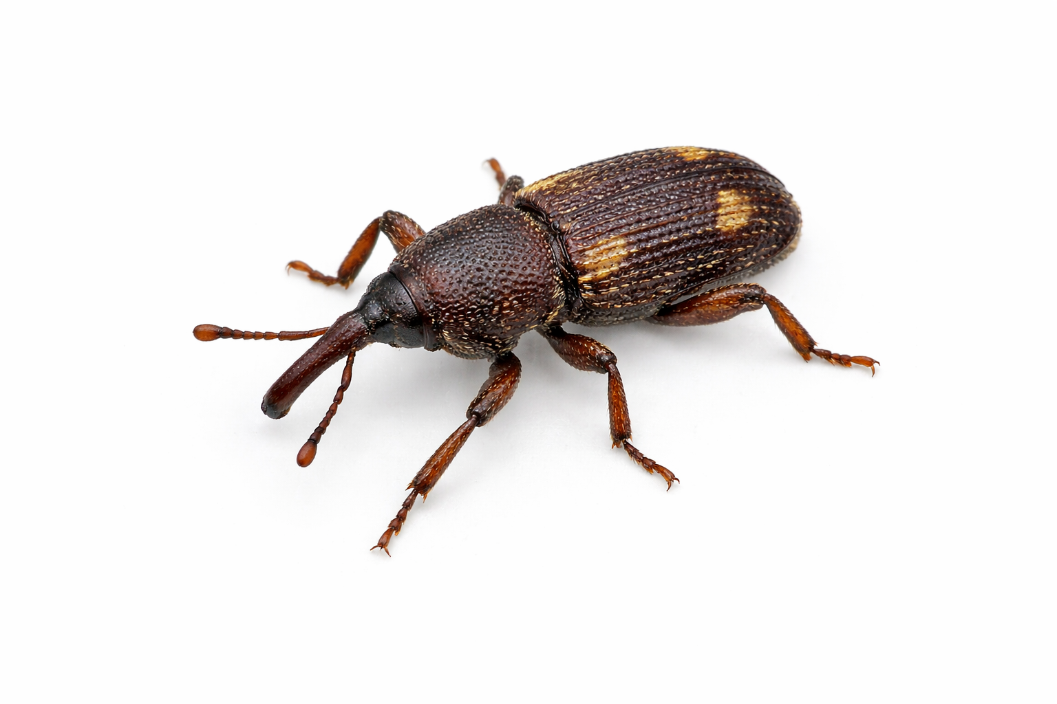 Weevils