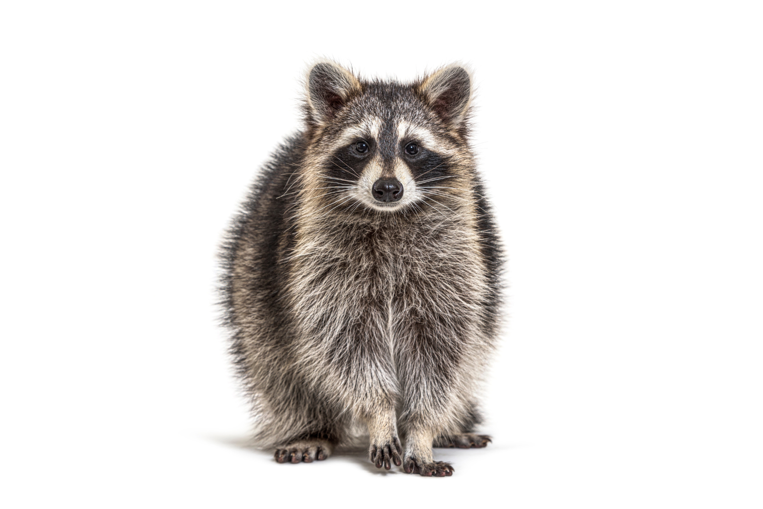 Wildlife Capture