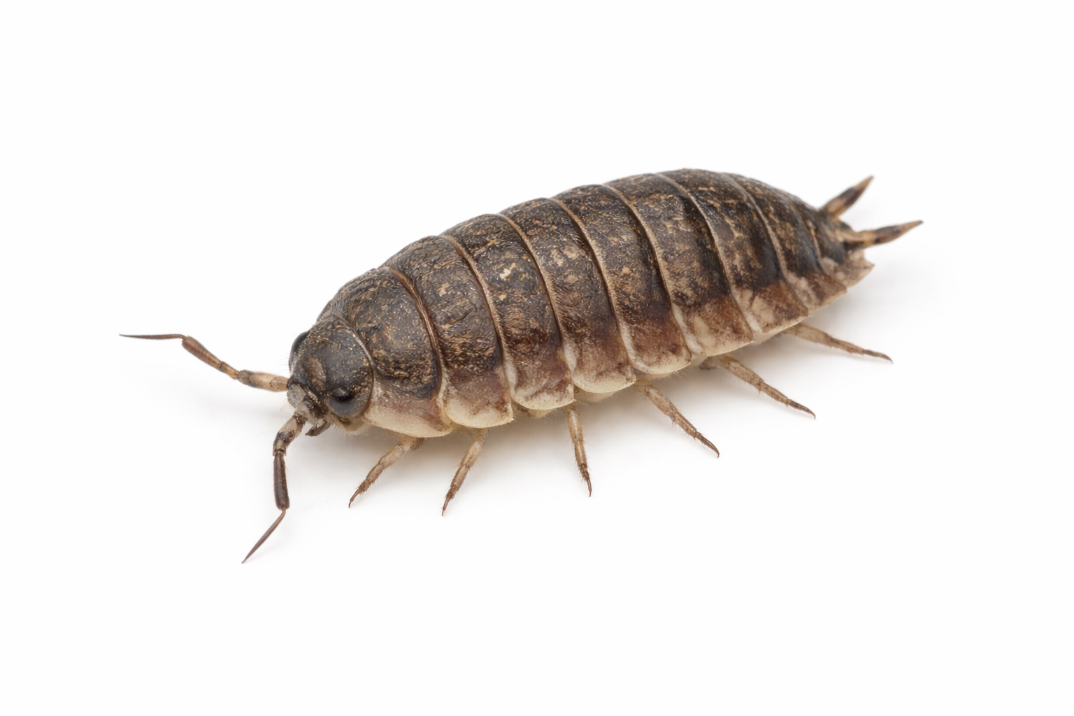 Woodlice